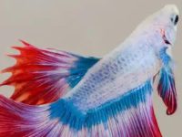 How to tell if a betta fish is full?