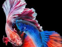 How can you tell if the betta fish pairing is successful?