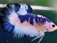 How many red worms can a betta eat at one time?