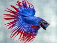 Do betta fish eat nematodes?