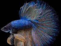 Do betta fish eat shrimp?