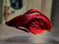 Do you need to add salt to your betta every time you change the water?