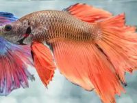 Is it okay to change all the water for betta fish?