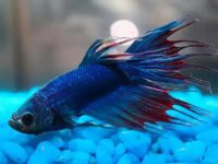 Do betta fish eat green algae?