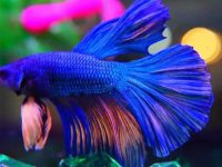 Do betta fish eat aquatic plants?