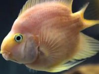 Do parrot fish eat their own raw fish?