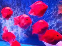 How many times a day is it best to feed parrot fish?