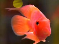 How often do parrot fish change water?