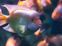 Can parrot fish be fed after changing the water?