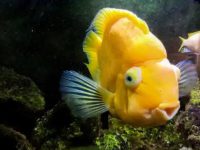 How often do parrot fish breed?