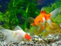 At what age does parrot fish start laying eggs?