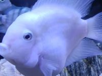 Why parrot fish start looking for nests
