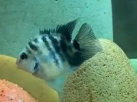 Three taboos when changing water for parrot fish