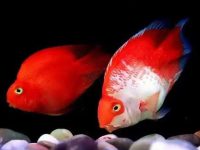 Why do parrot fish die after changing water?