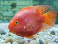 How many days can the parrot fish be fed after changing the tank?