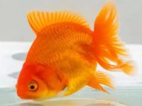 Can goldfish use tap water when changing water?