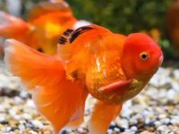 How often should goldfish change water?