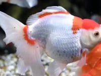 Do goldfish need to add salt when changing their water?