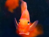 Reasons and solutions for goldfish lying in the tank