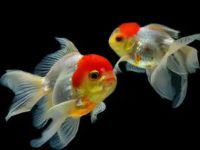Goldfish water quality requirements