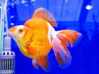 What can I do if the water quality of my goldfish is not good?