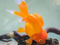 How long will it take for a goldfish to starve to death if not fed?