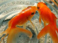 How many days can a goldfish be fed once?