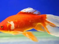 Goldfish feeding time and amount