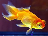 Do goldfish eat water plants?