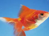 Do goldfish eat rice?