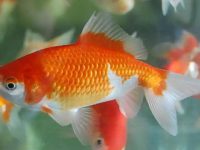 Do goldfish eat steamed bun residue?