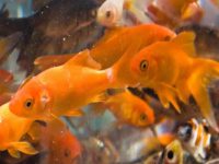 How to raise goldfish so they can live longer?