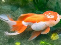 How to raise goldfish faster?