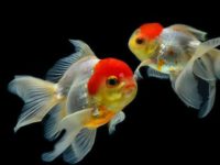 The correct way to raise goldfish