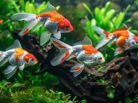 What is the best water depth for raising goldfish?
