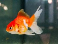 What should I do if my goldfish is hypoxic?
