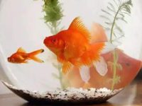 How long is the oxygen per day for goldfish appropriate?