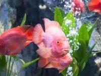 Why did the goldfish die after oxygen?