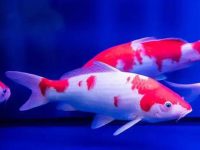 How long does the koi need for light every day?