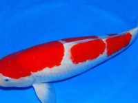 What are the ways to add color to koi?