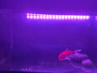 Is the koi color increase light useful?