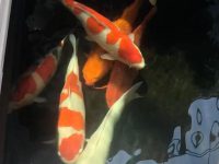 How long does Koi sleep every day?