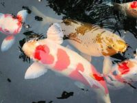How long does it take to raise a koi water?
