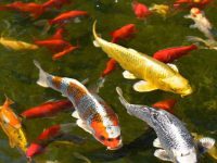 The correct method of koi water