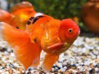 How much does the goldfish freeze to death?