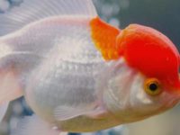 Do goldfish stop eating in winter?