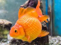 What is the appropriate temperature for goldfish in winter?
