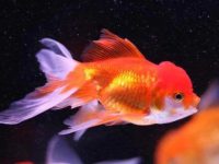 Do goldfish need to cool down in summer?