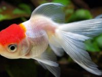 How to cool down goldfish in summer?