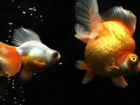 Will goldfish die from heat in summer?